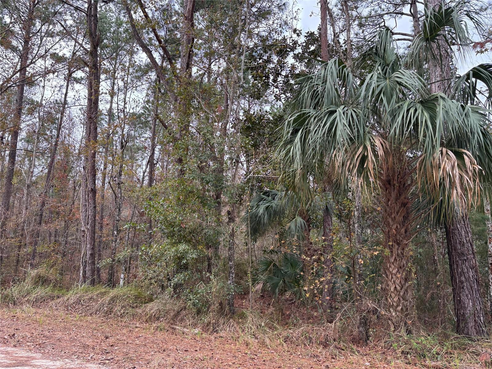 Lot 12 CAROLINA DOVE RD, BROOKSVILLE, FL, 34614