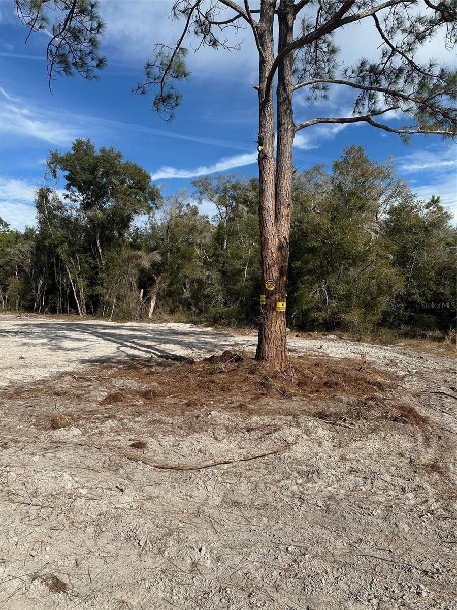 BERRYHILL DR, WEBSTER, FL, 33597