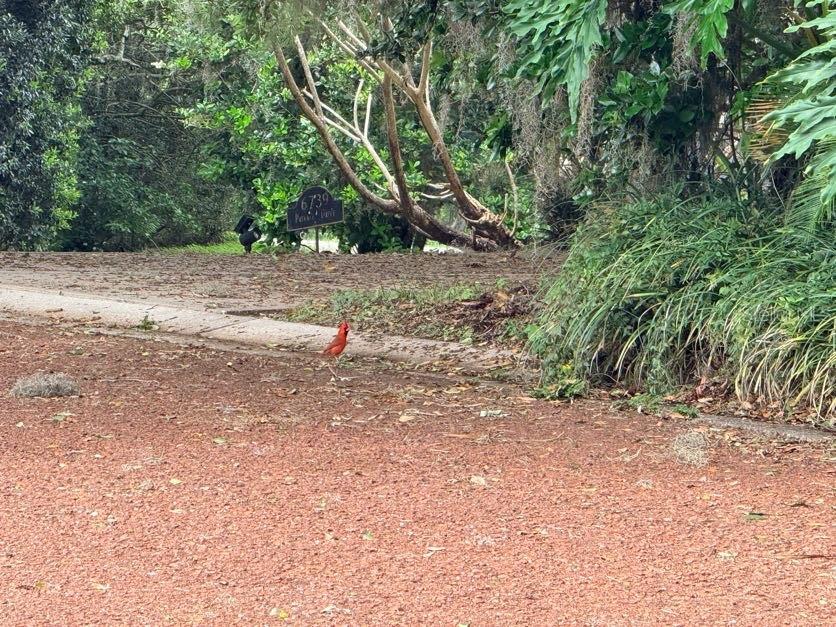 6804 LAKE VIEW DR, YALAHA, FL, 34797