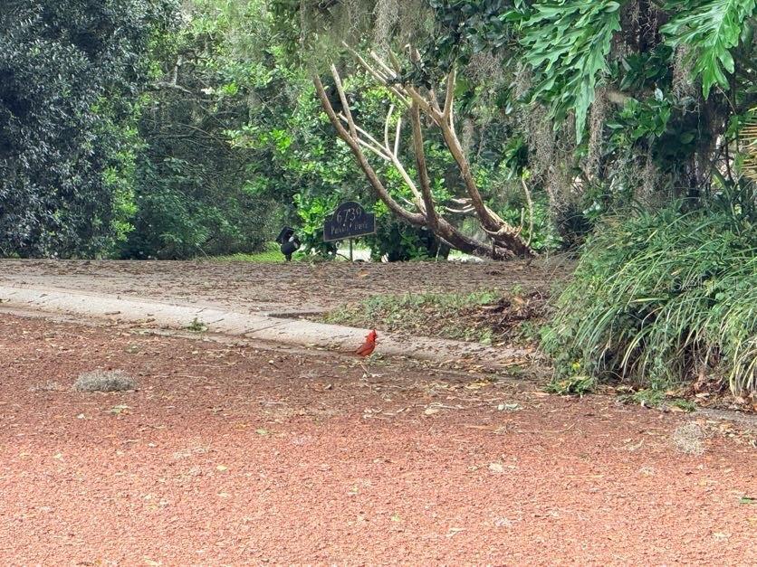 6804 LAKE VIEW DR, YALAHA, FL, 34797