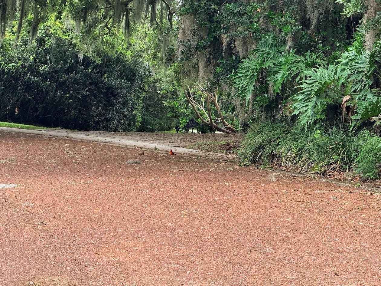 6804 LAKE VIEW DR, YALAHA, FL, 34797