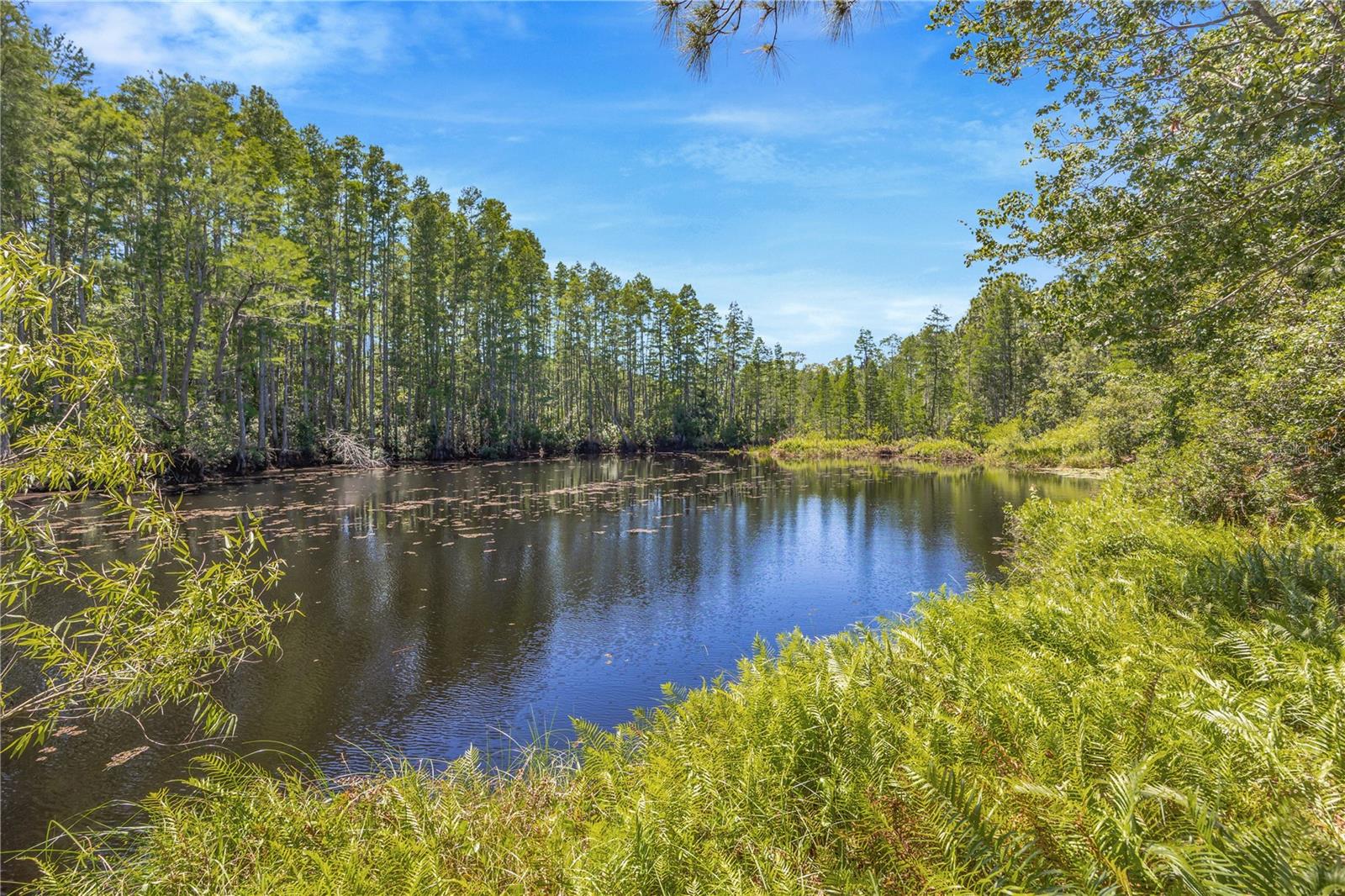 18324 JORENE RD, ODESSA, FL, 33556