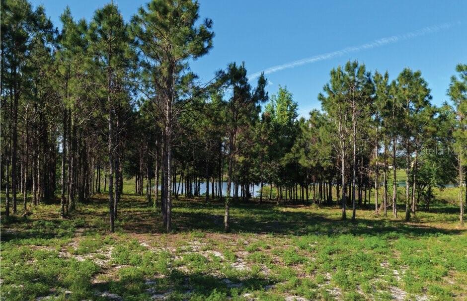 9717 MORTON JONES RD, GOTHA, FL, 34734