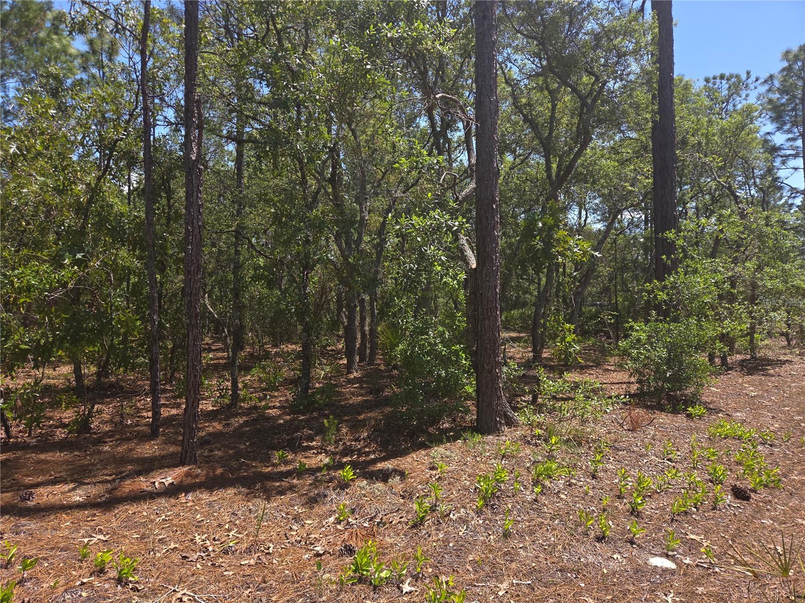 4231 W BONANZA DR, BEVERLY HILLS, FL, 34465