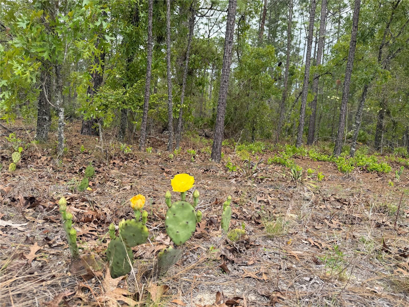 4231 W BONANZA DR, BEVERLY HILLS, FL, 34465