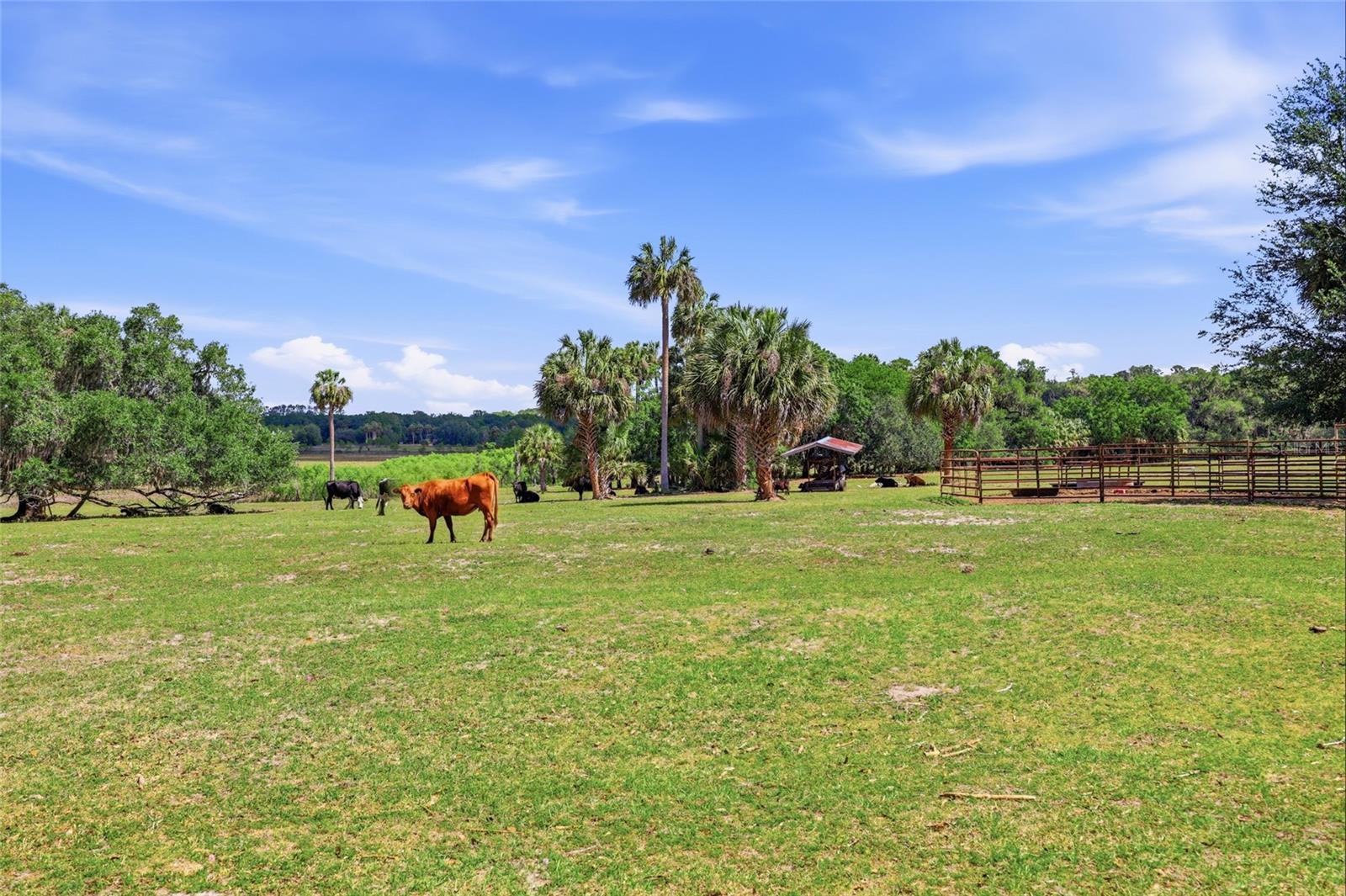 22130 NW 75TH AVENUE RD, MICANOPY, FL, 32667
