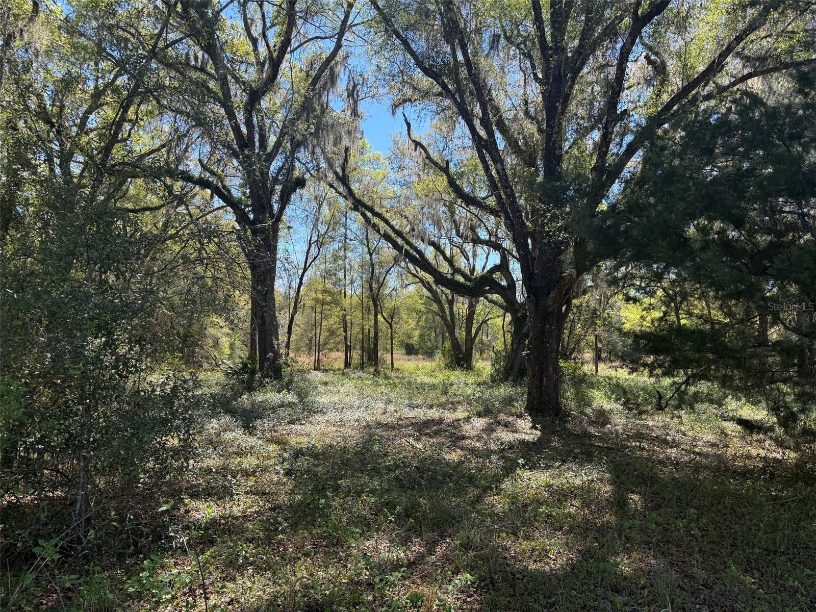 650 NE 200TH AVE, WILLISTON, FL, 32696