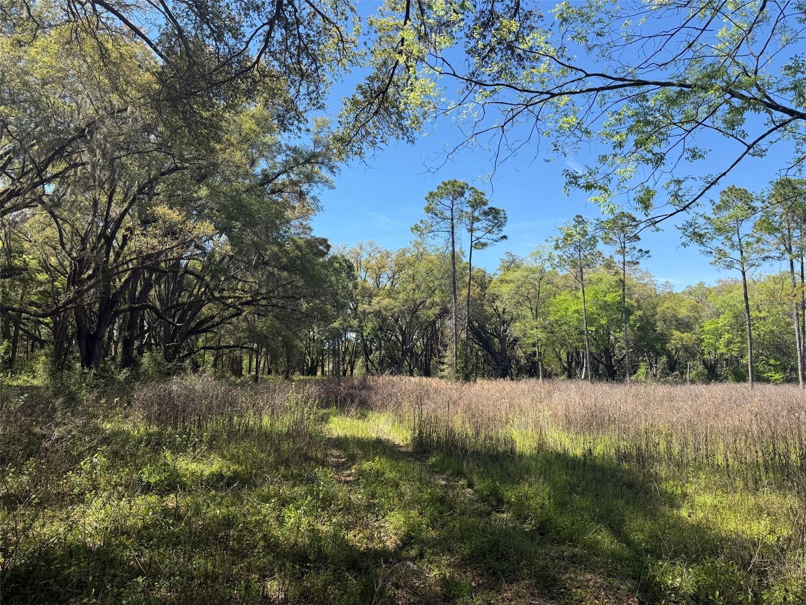 650 NE 200TH AVE, WILLISTON, FL, 32696