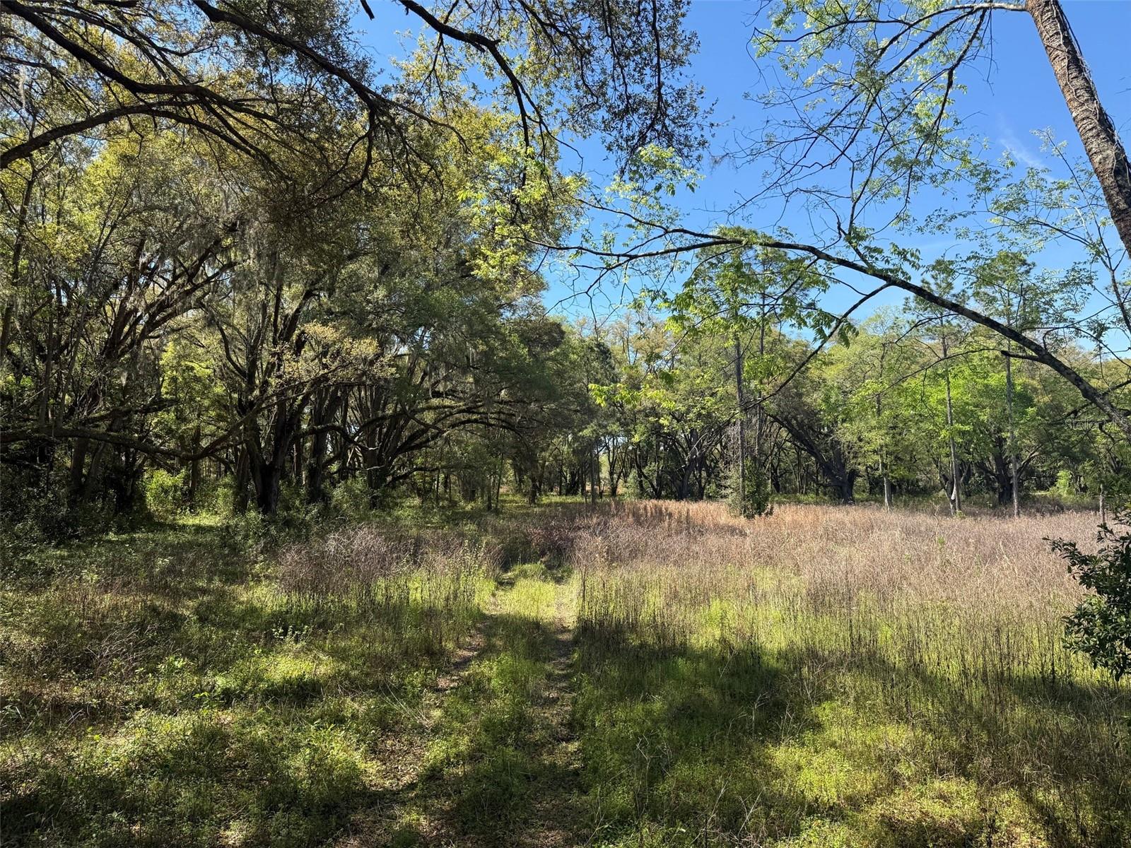 650 NE 200TH AVE, WILLISTON, FL, 32696