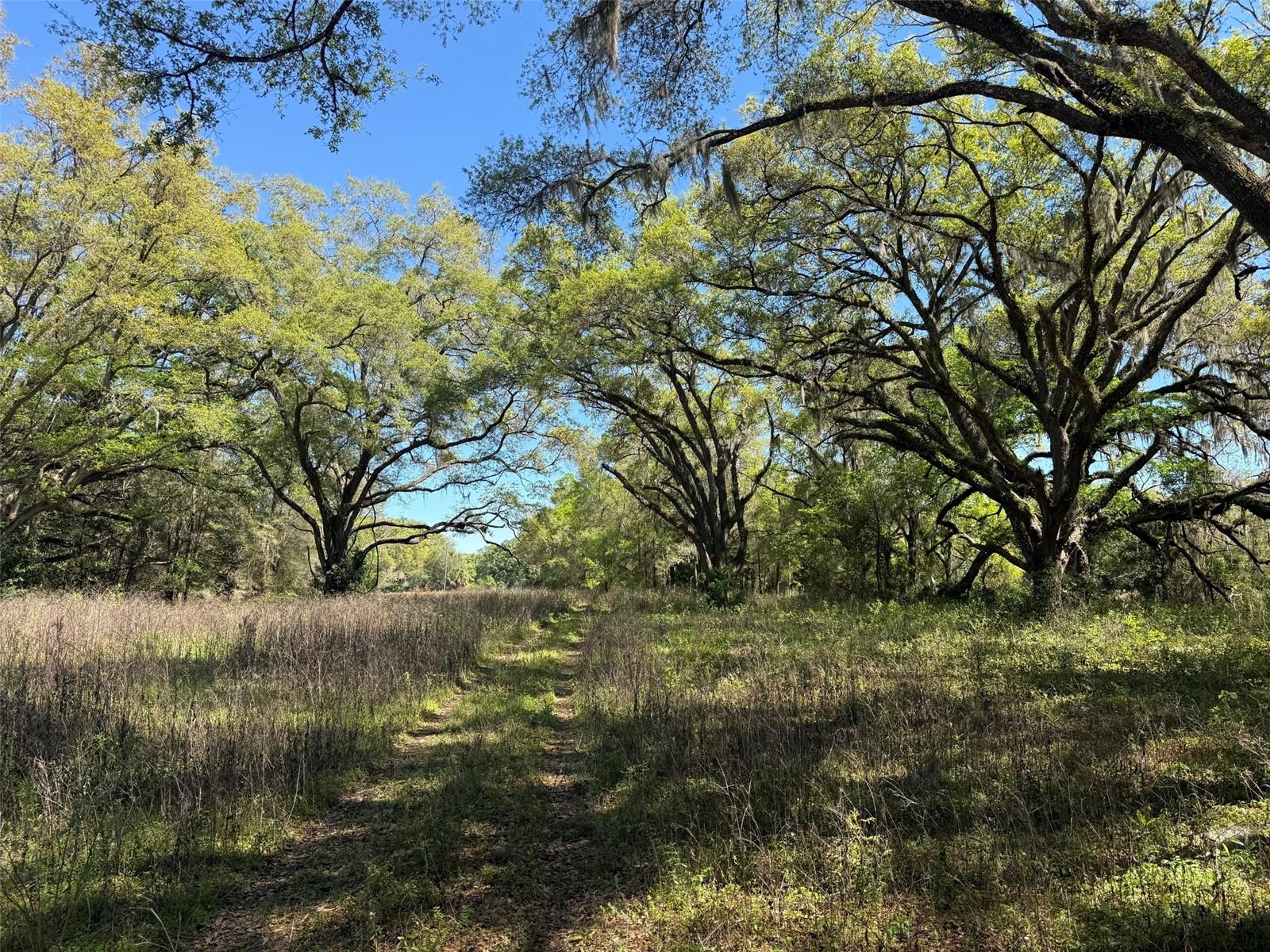 650 NE 200TH AVE, WILLISTON, FL, 32696