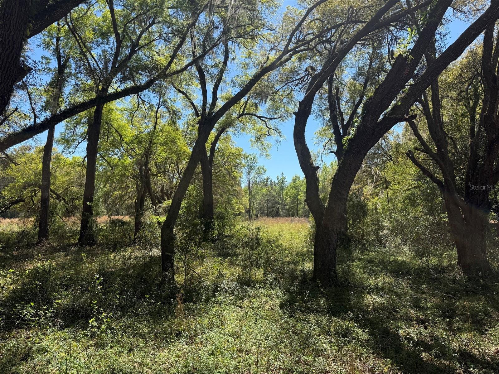 650 NE 200TH AVE, WILLISTON, FL, 32696