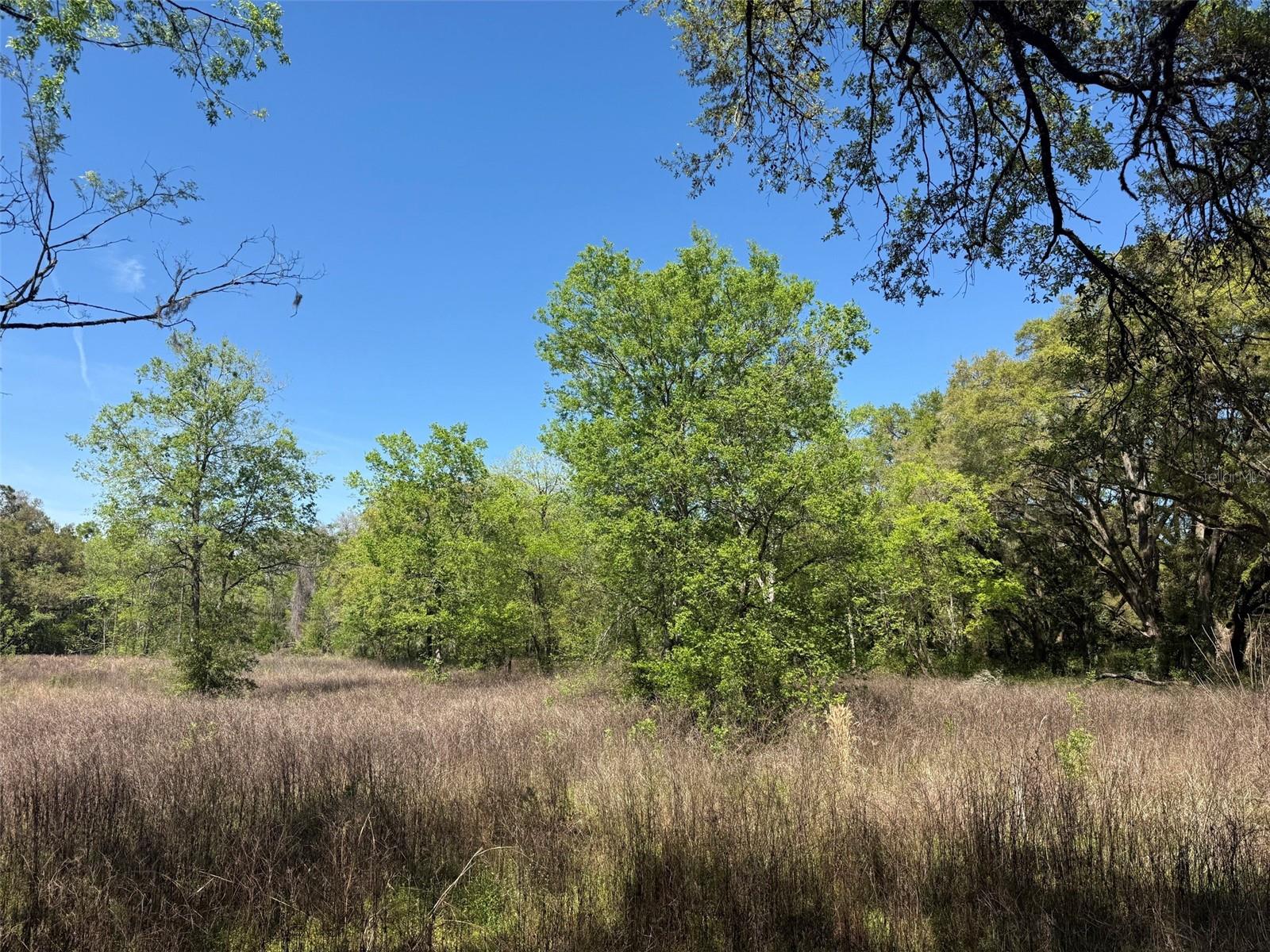 650 NE 200TH AVE, WILLISTON, FL, 32696