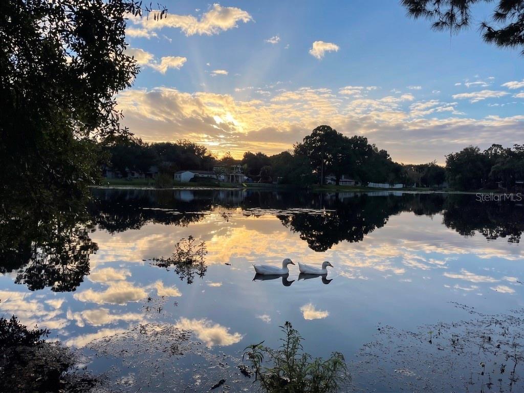 12001 N GOMEZ AVE, TAMPA, FL, 33618