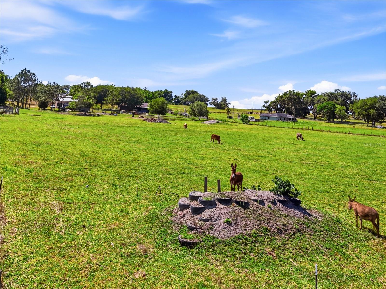 39000 SPARKMAN RD, DADE CITY, FL, 33525