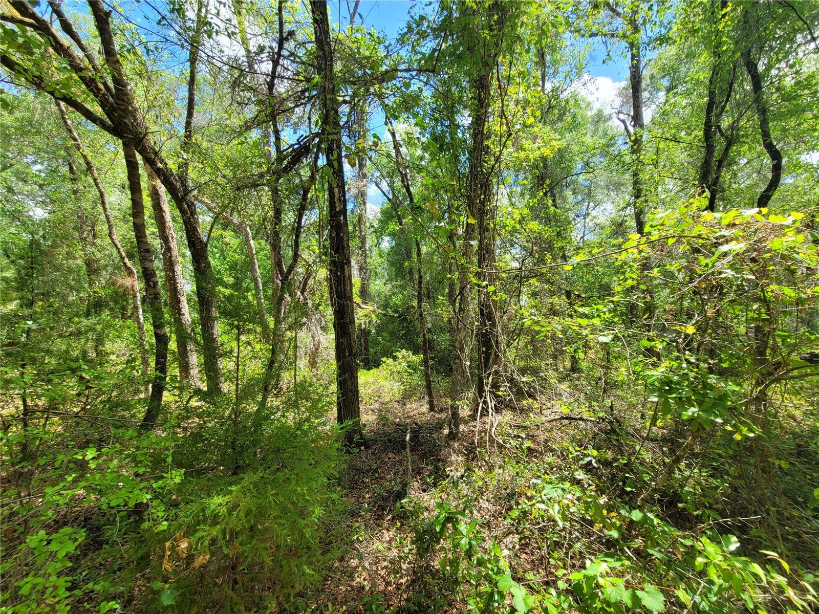 910 FERNCREEK AVE, INVERNESS, FL, 34453