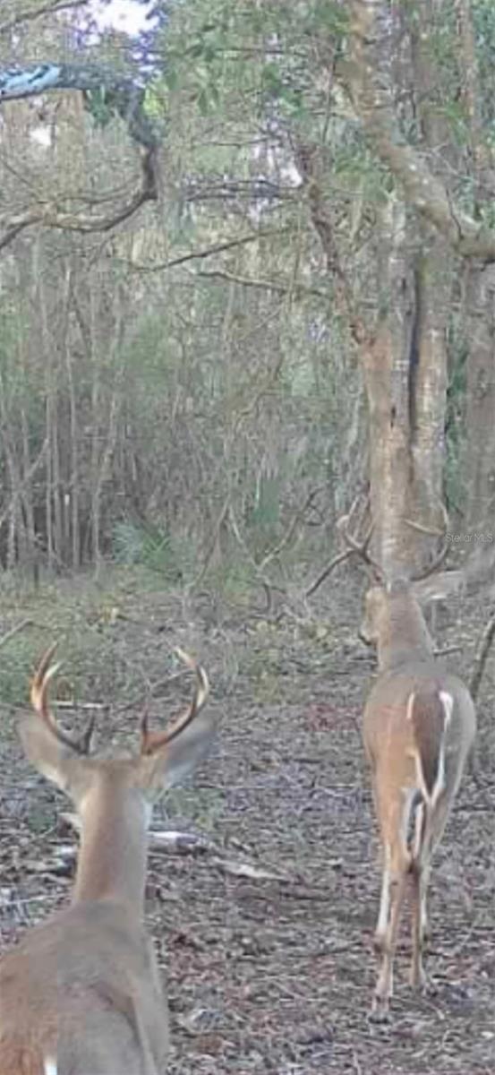 4814 NW 244 AVE, ALACHUA, FL, 32615