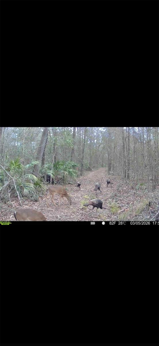 4814 NW 244 AVE, ALACHUA, FL, 32615