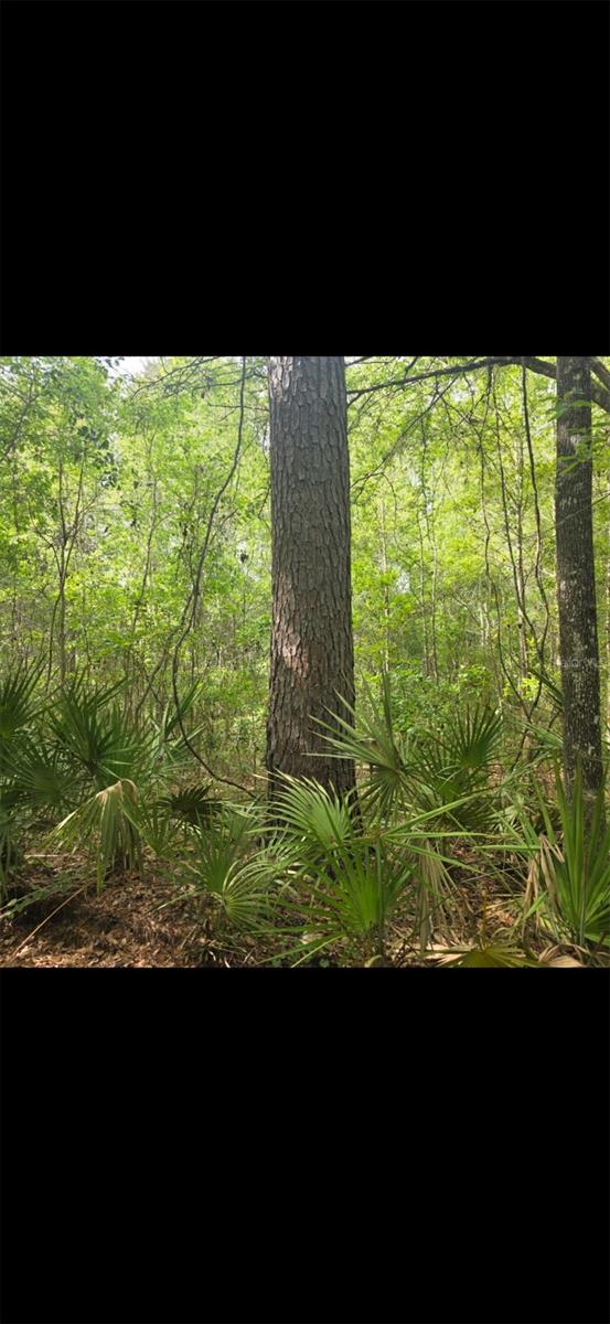 4814 NW 244 AVE, ALACHUA, FL, 32615