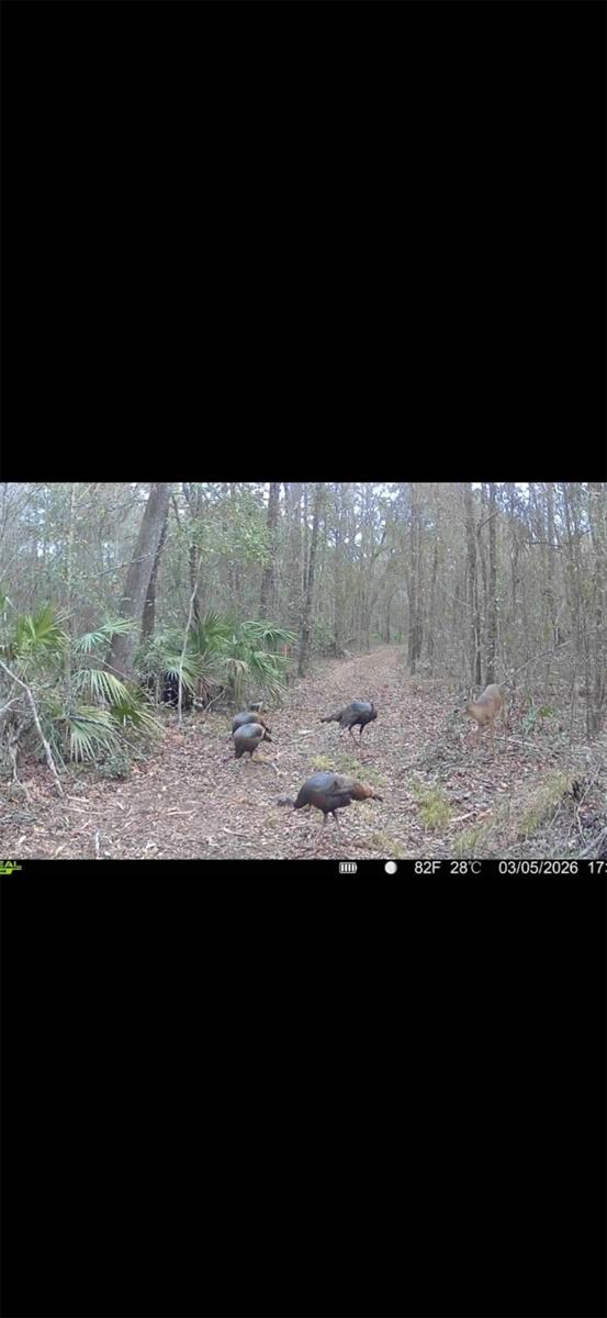 4814 NW 244 AVE, ALACHUA, FL, 32615