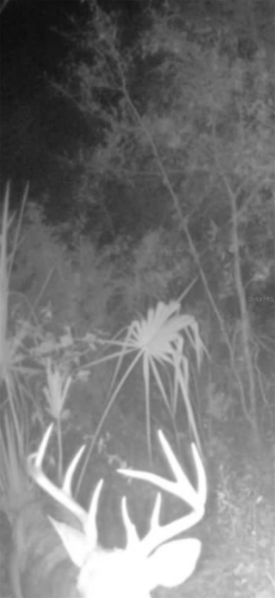 4814 NW 244 AVE, ALACHUA, FL, 32615