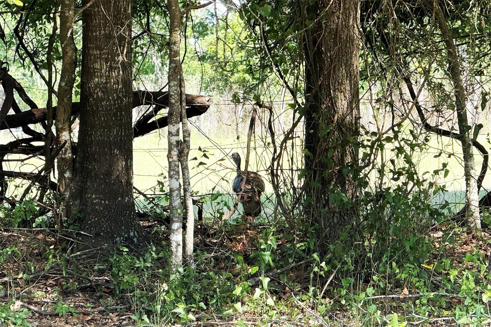 18919 NW 62ND AVE, ALACHUA, FL, 32615