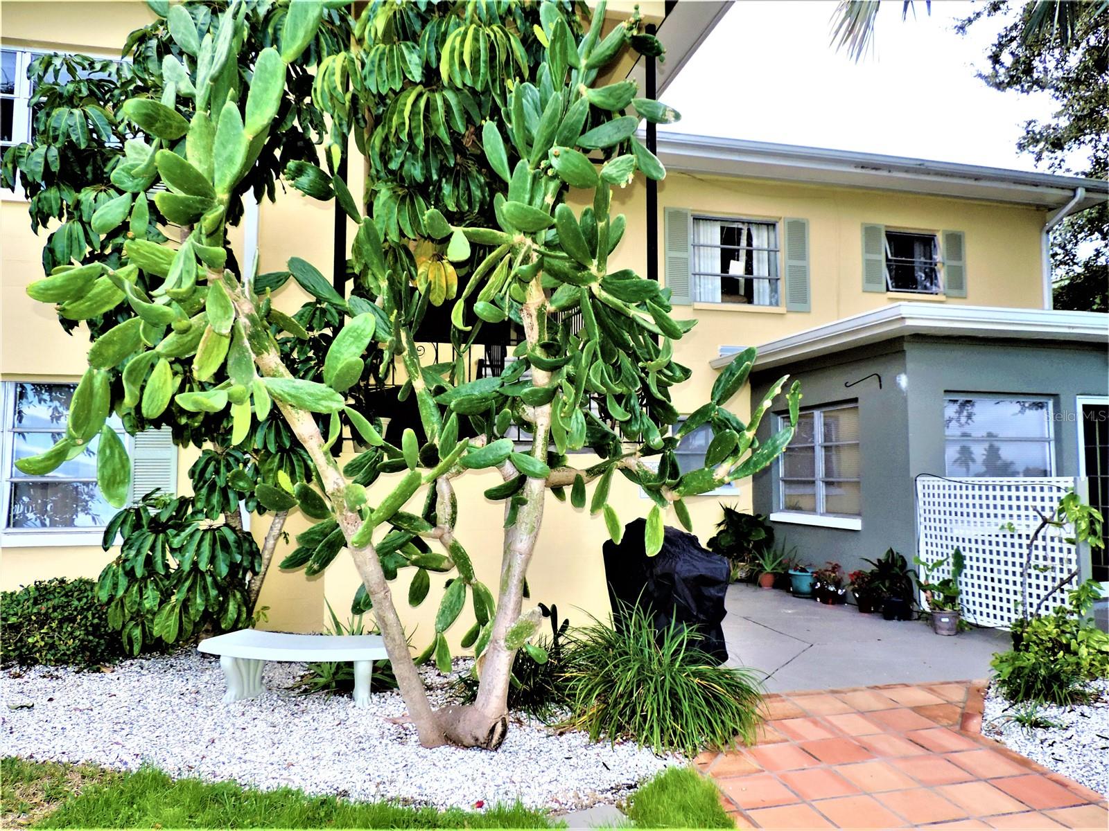 12175 3RD ST E #10, TREASURE ISLAND, FL, 33706