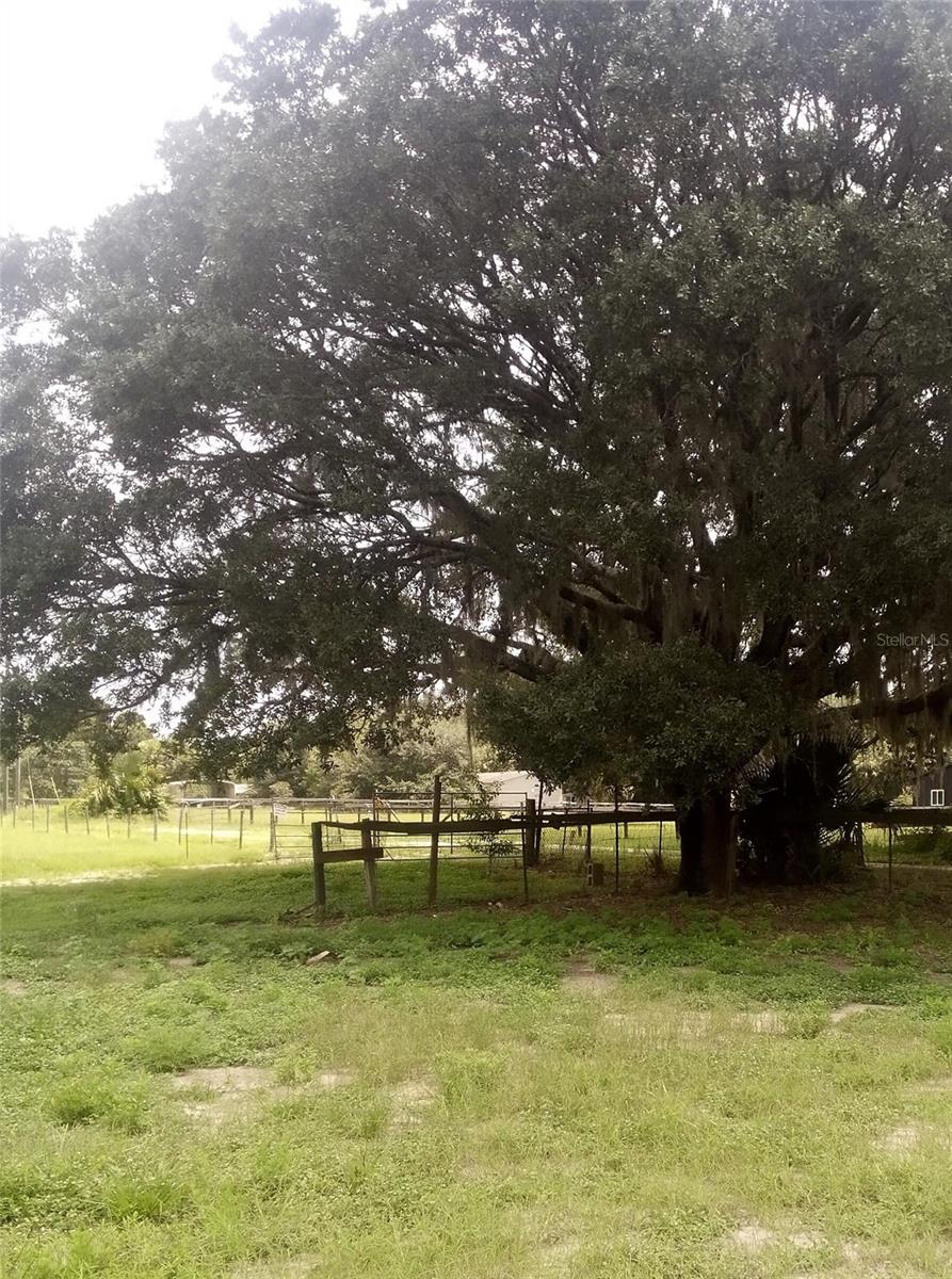 17936 SE 95TH STREET RD, OCKLAWAHA, FL, 32179