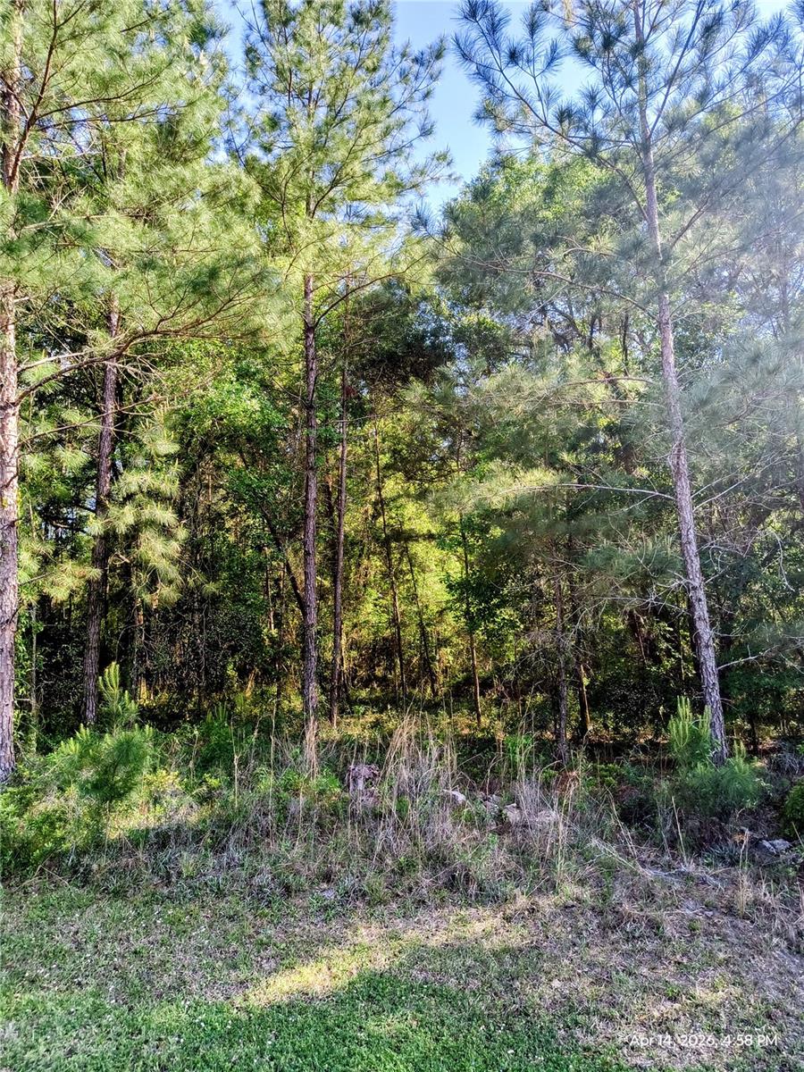 TBD NW 142ND ST, WILLISTON, FL, 32696