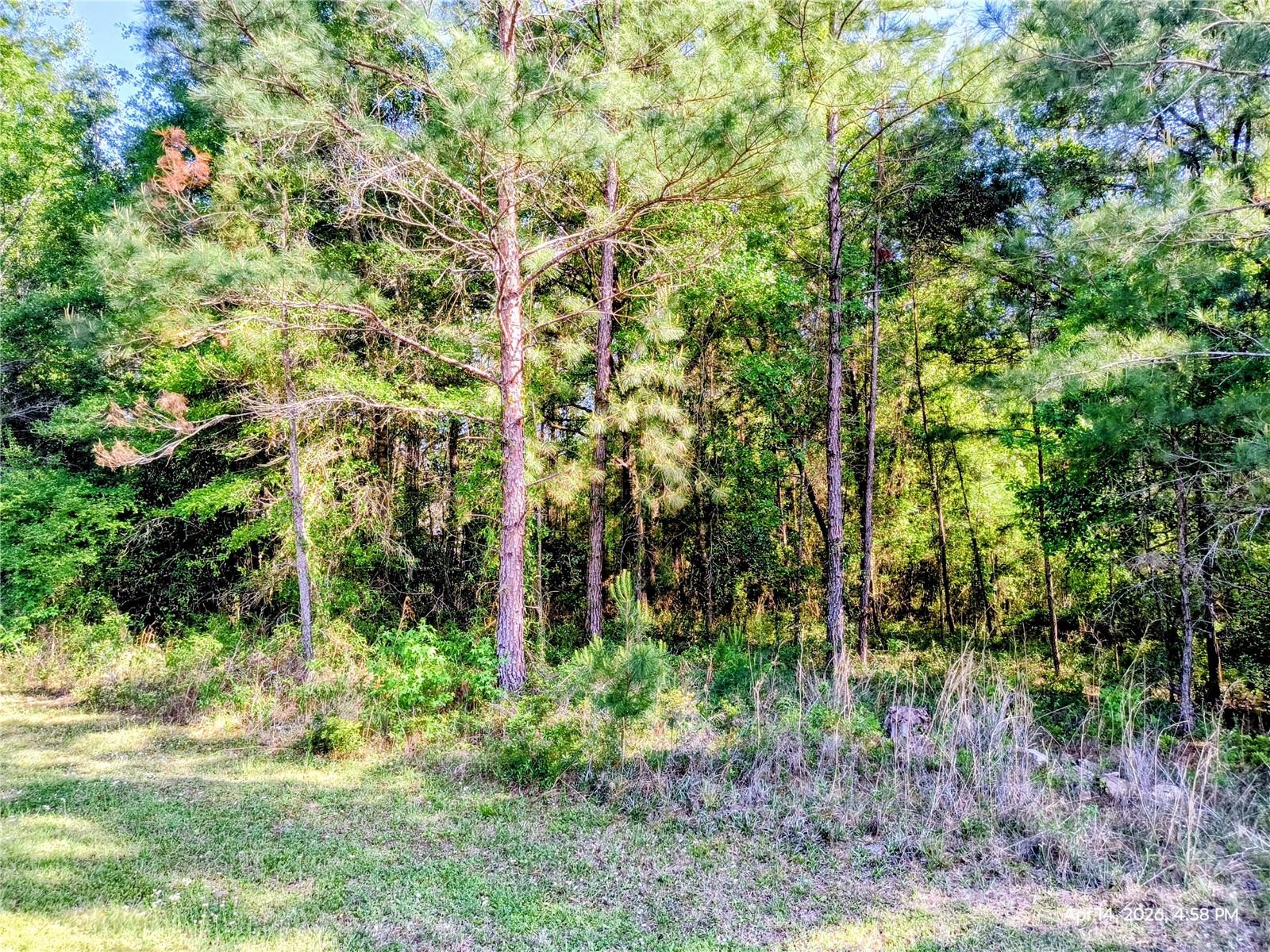 TBD NW 142ND ST, WILLISTON, FL, 32696