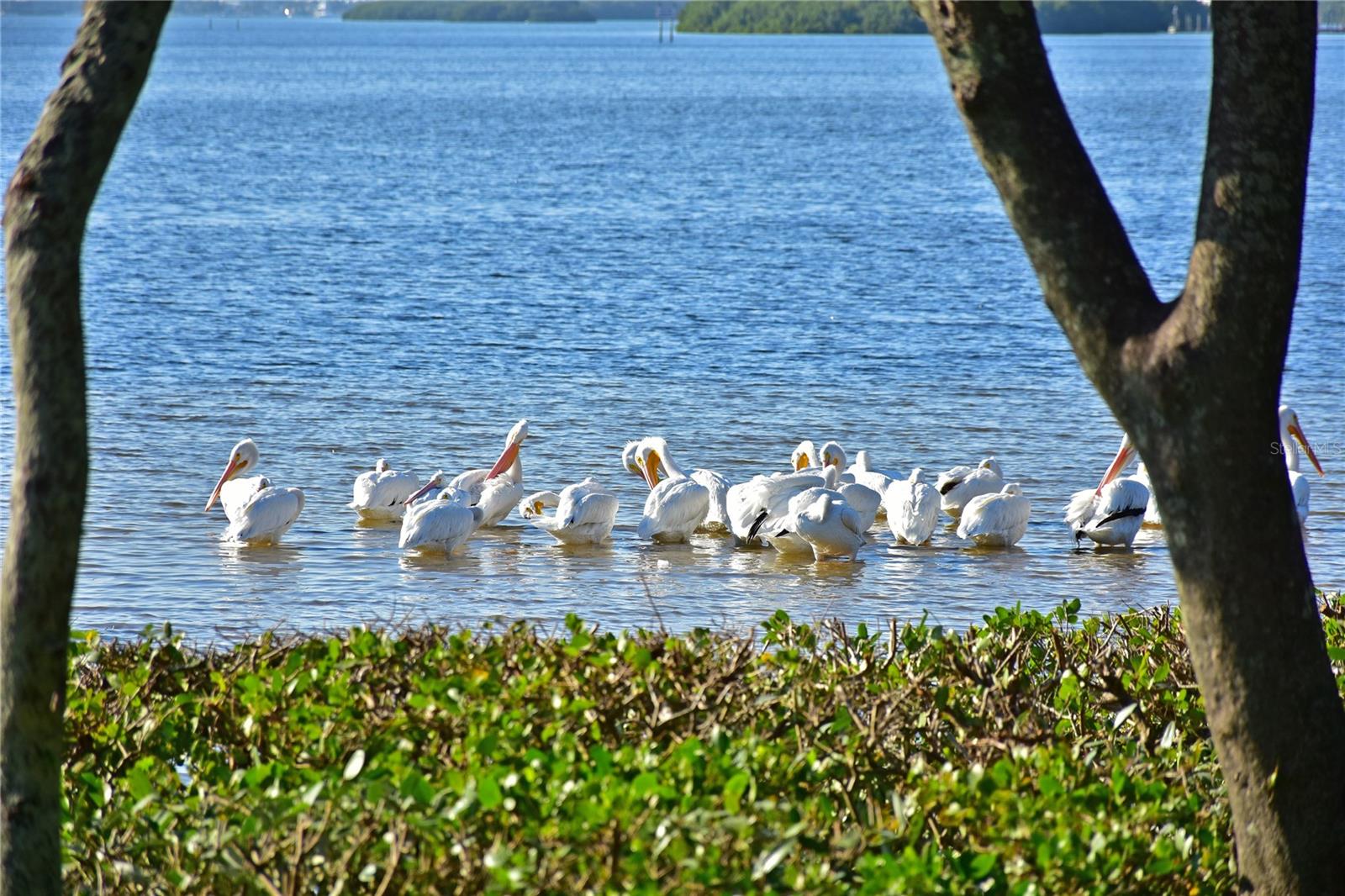 4603 LEXINGTON CIR, BRADENTON, FL, 34210