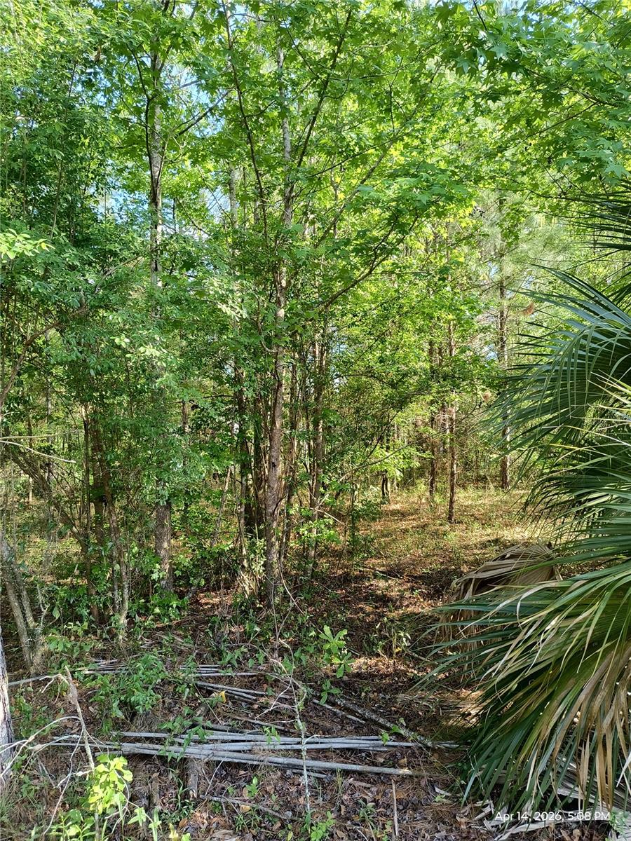 TBD NW 141ST AVE, WILLISTON, FL, 32696