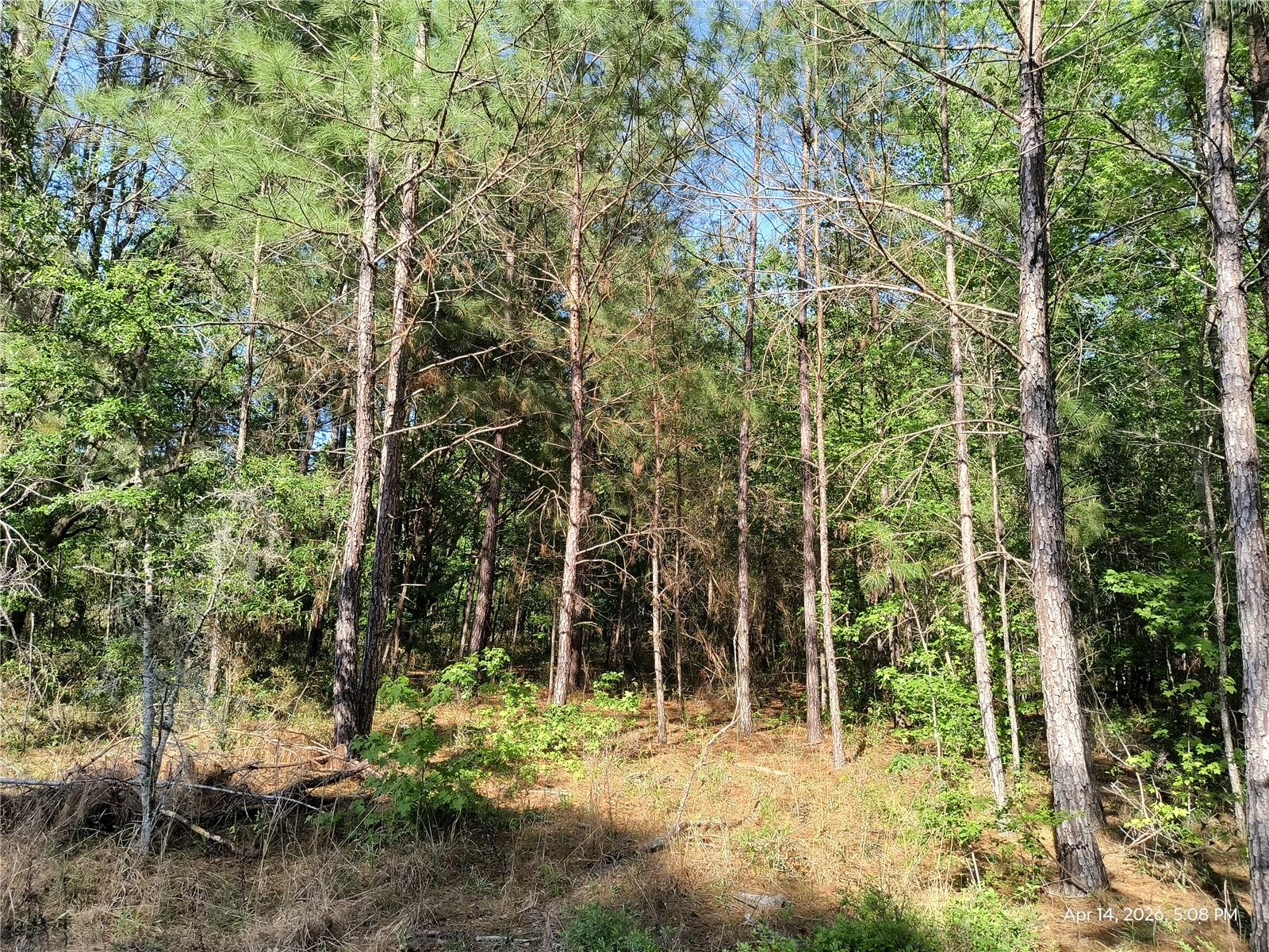 TBD NW 141ST AVE, WILLISTON, FL, 32696