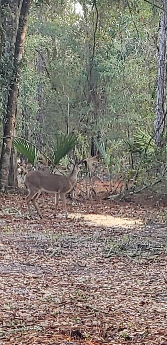 7982 W MAYFAIR DR, HOMOSASSA, FL, 34448