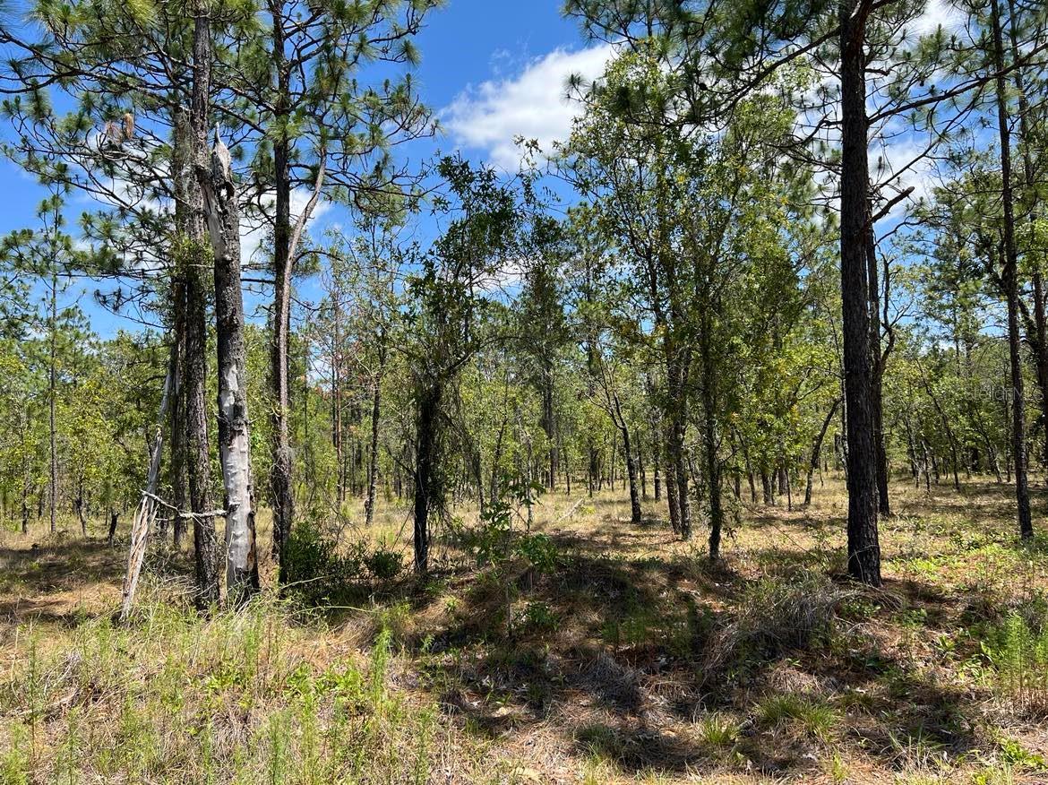 NW AMBERJACK, LOT #33, DUNNELLON, FL, 34431