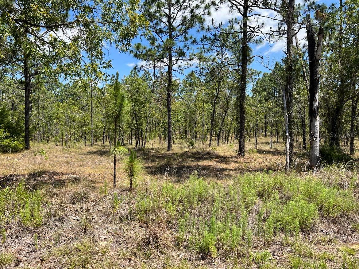NW AMBERJACK, LOT #33, DUNNELLON, FL, 34431