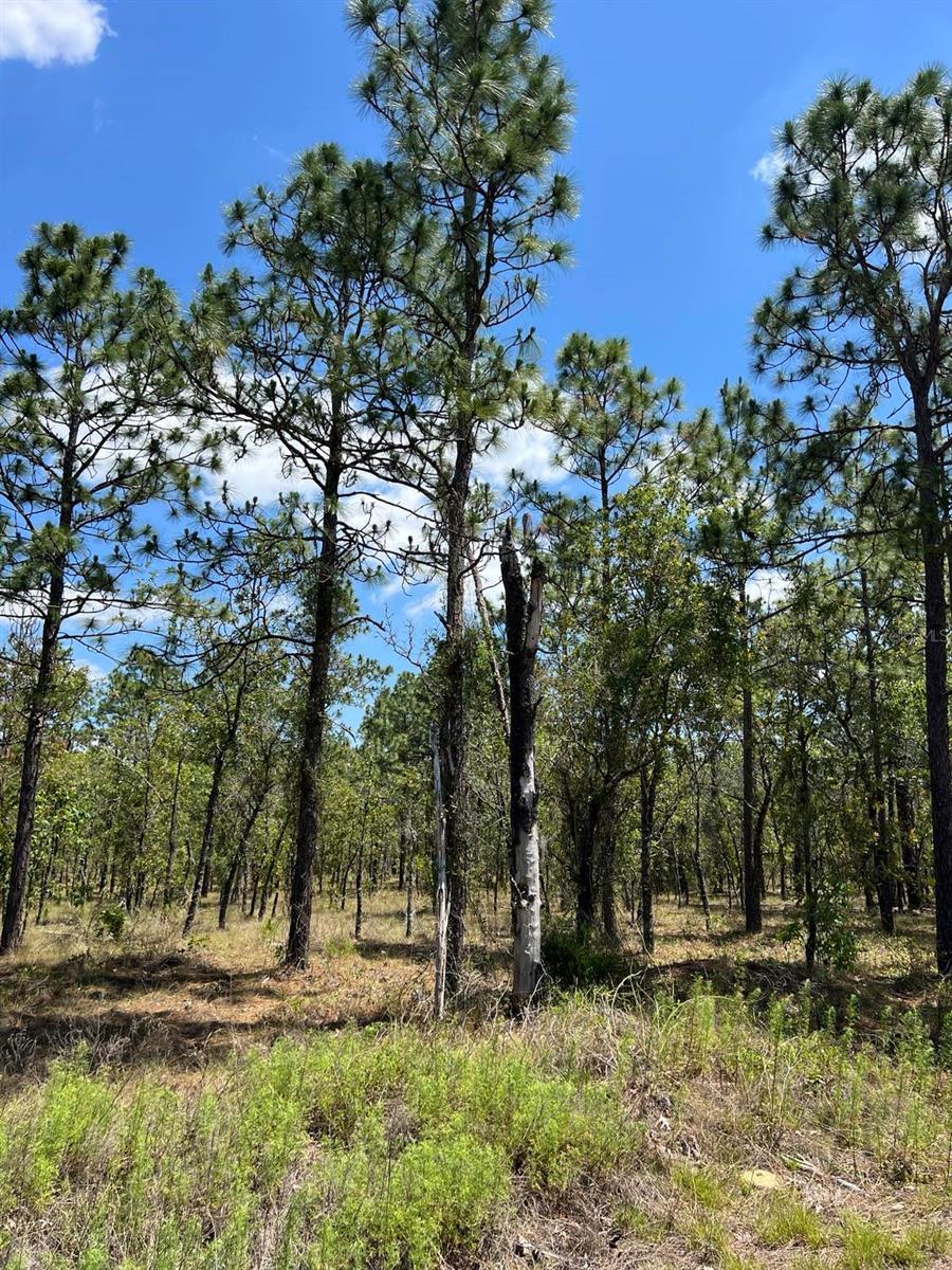 NW AMBERJACK, LOT #33, DUNNELLON, FL, 34431