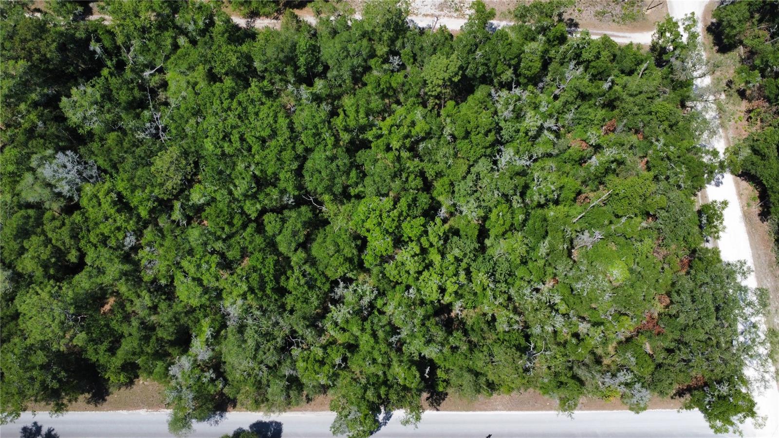 NE 7TH PLACE, WILLISTON, FL, 32696