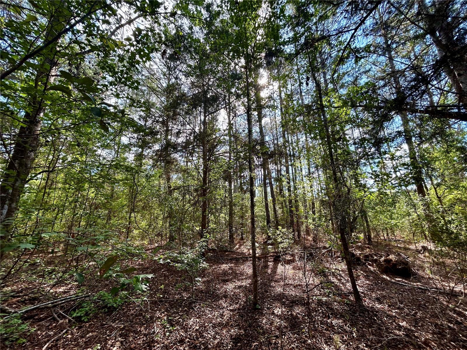 4819 NE 211TH DR, EARLETON, FL, 32631