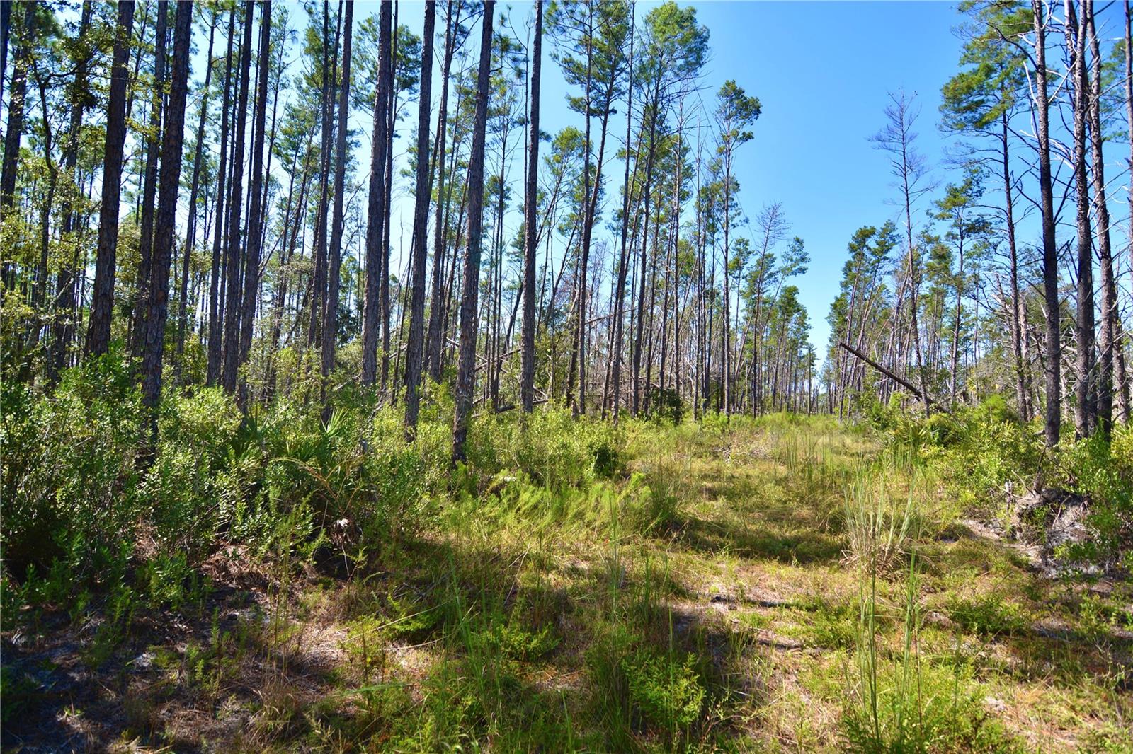 KEY DEER CT,, PERRY, FL, 32348