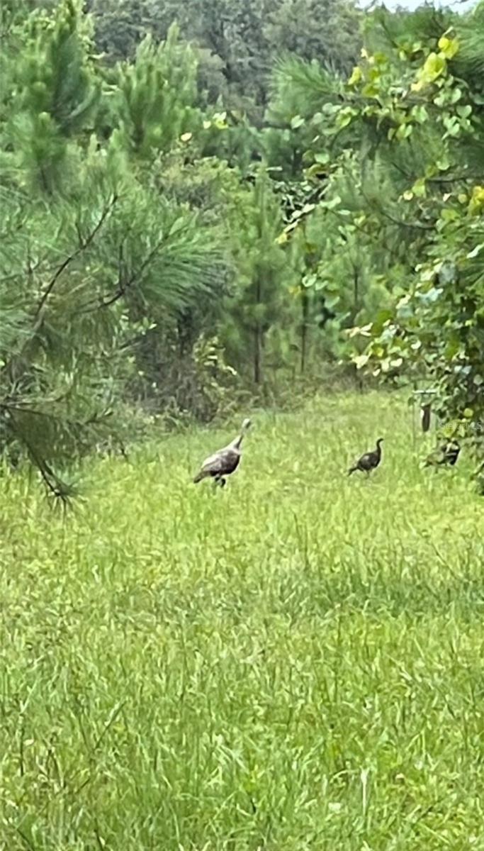 NE 124TH TER, FORT MC COY, FL, 32134