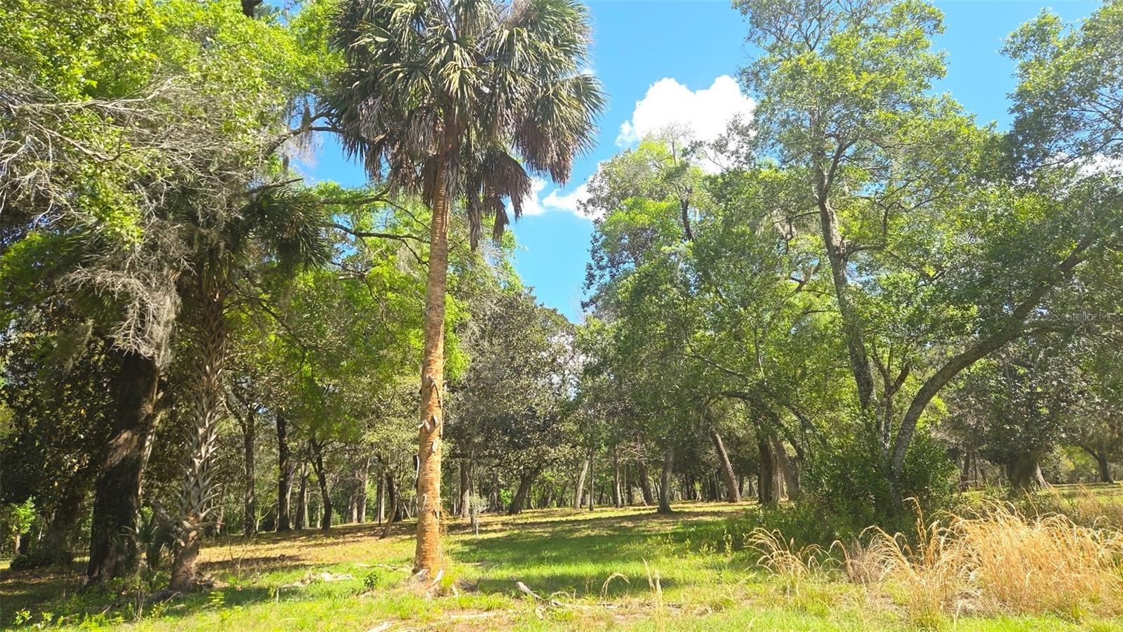 2140 ST JOHNS RIVER RD, ASTOR, FL, 32102