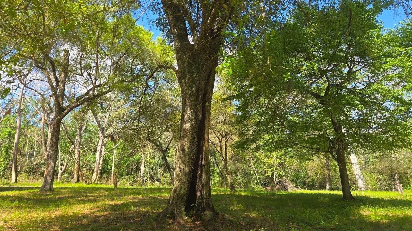 2140 ST JOHNS RIVER RD, ASTOR, FL, 32102