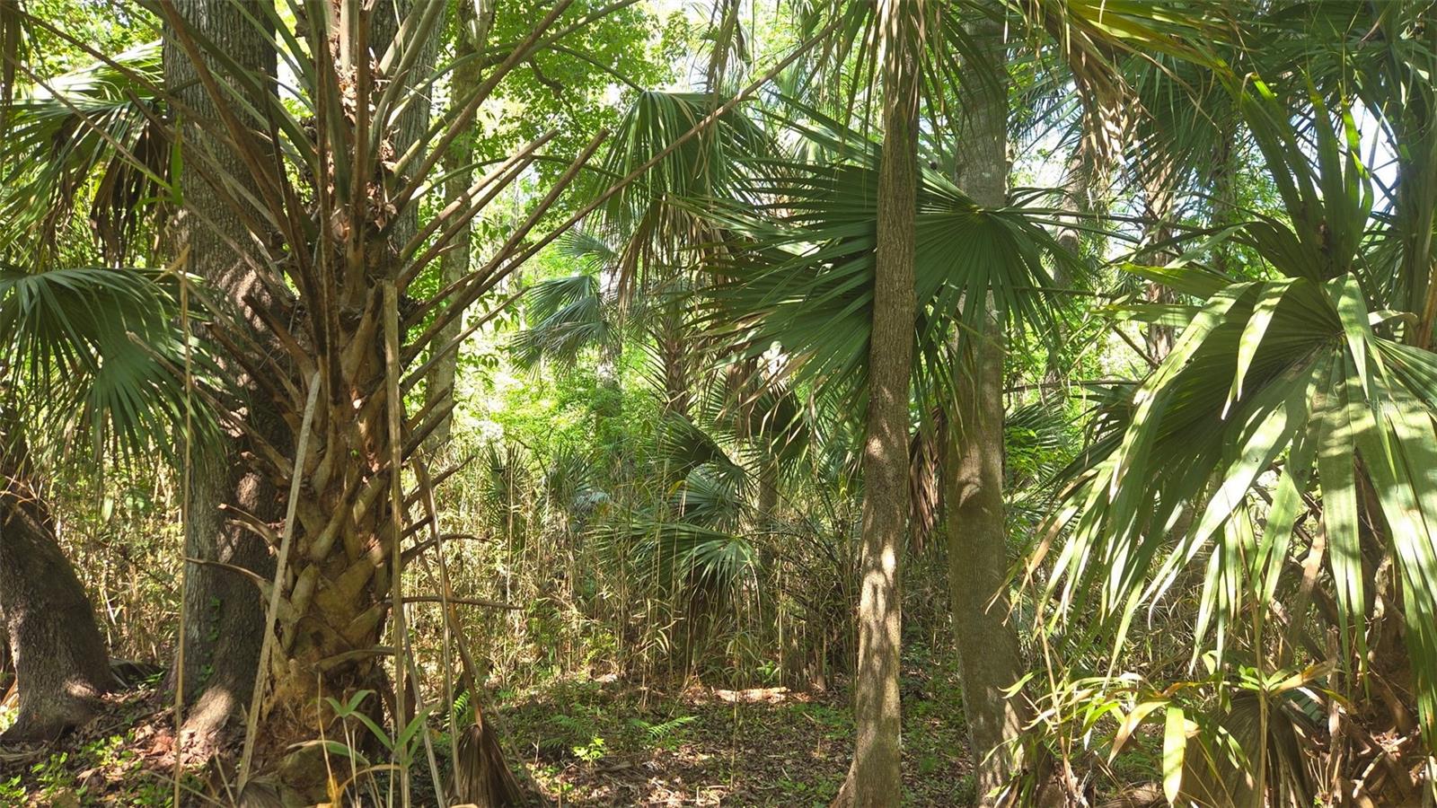 2140 ST JOHNS RIVER RD, ASTOR, FL, 32102