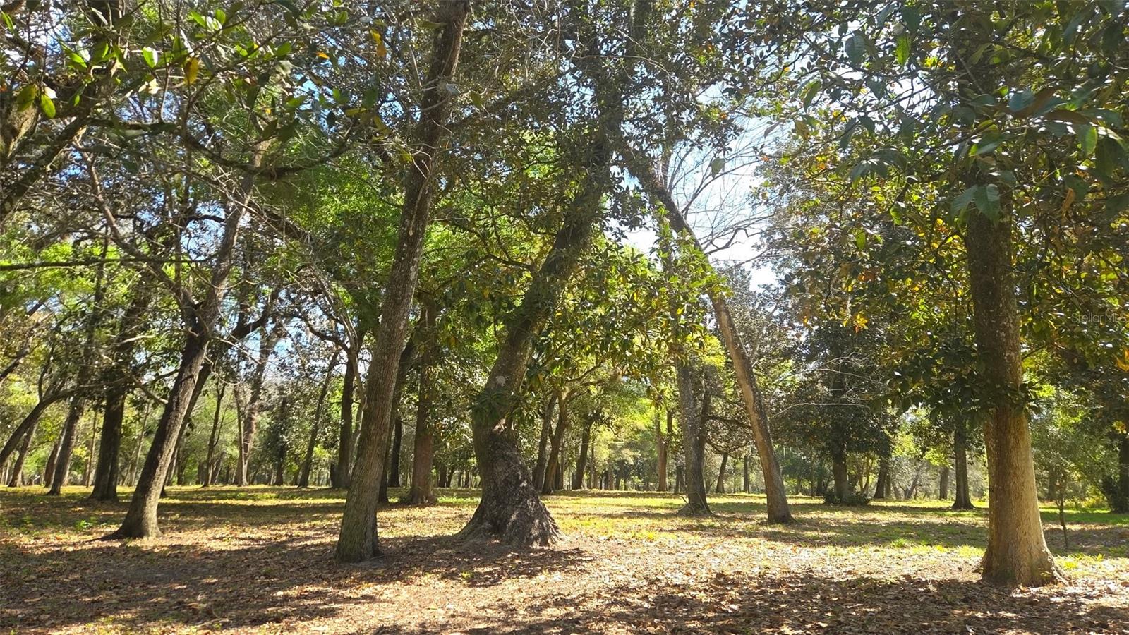 2140 ST JOHNS RIVER RD, ASTOR, FL, 32102
