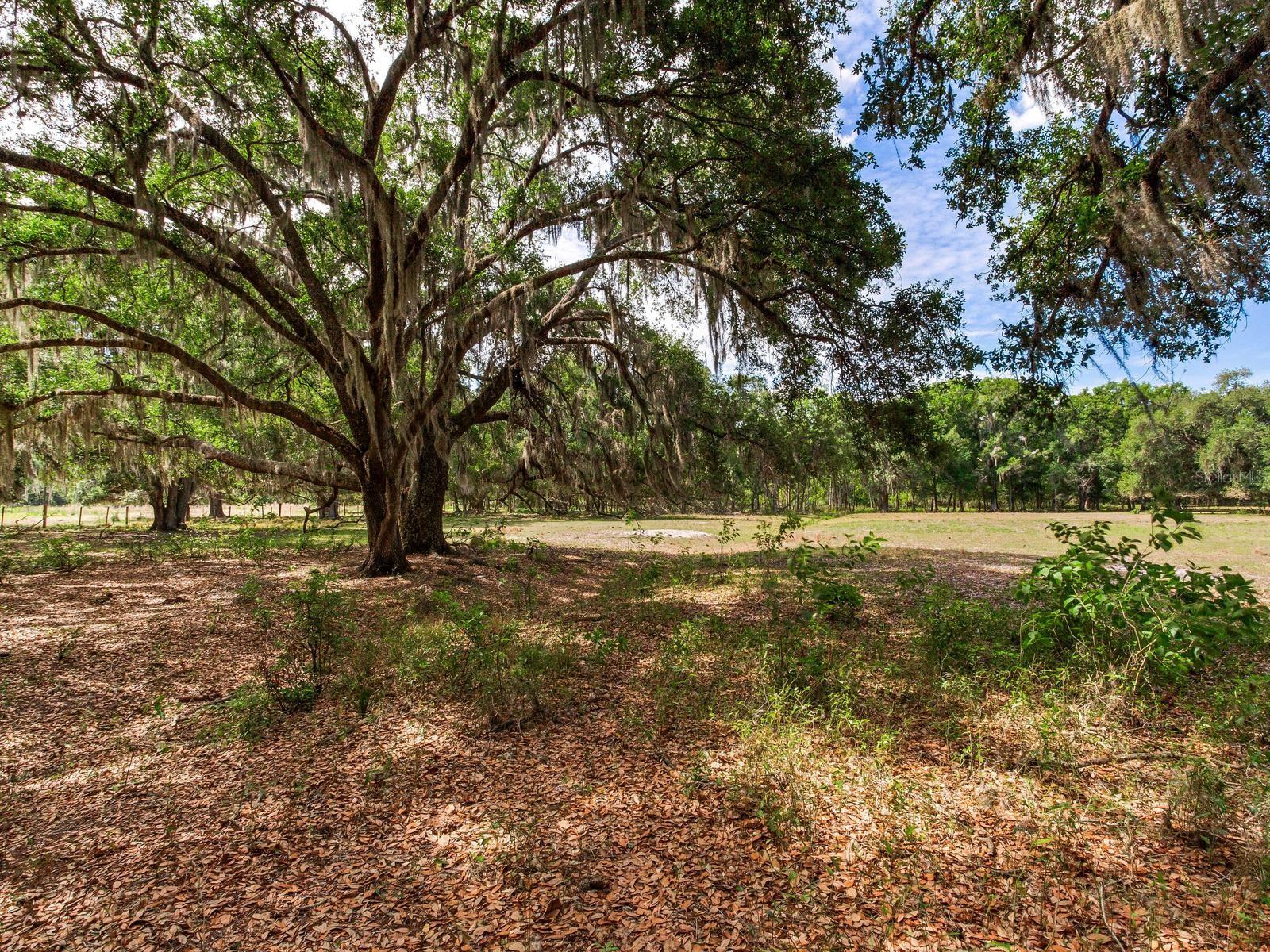 UNPLATTED, THONOTOSASSA, FL, 33592