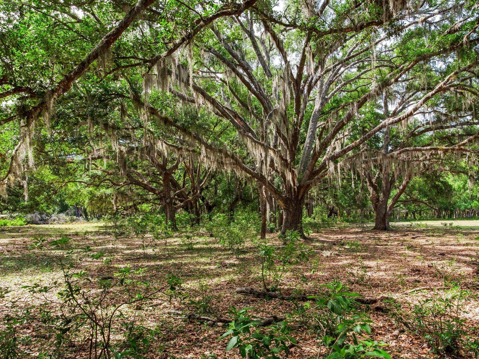 UNPLATTED, THONOTOSASSA, FL, 33592