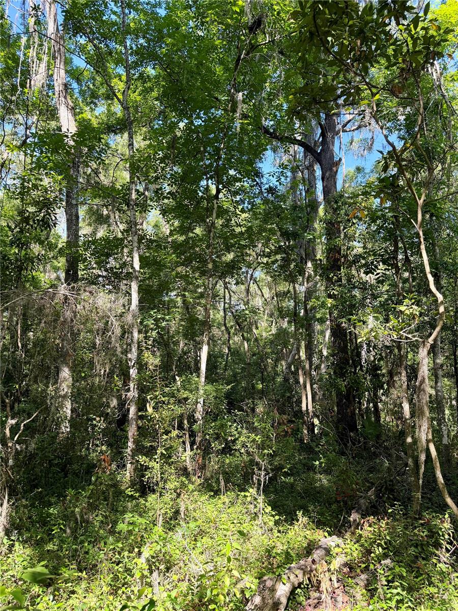 13650 NE 41 TER, ANTHONY, FL, 32617