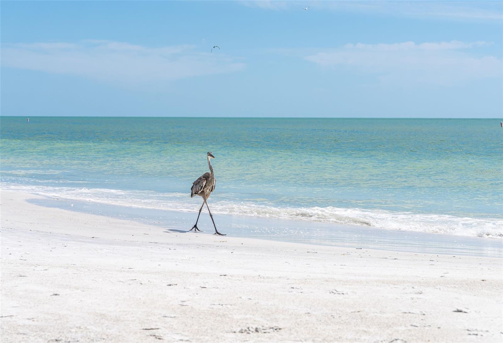 417 POINSETTIA RD, ANNA MARIA, FL, 34216