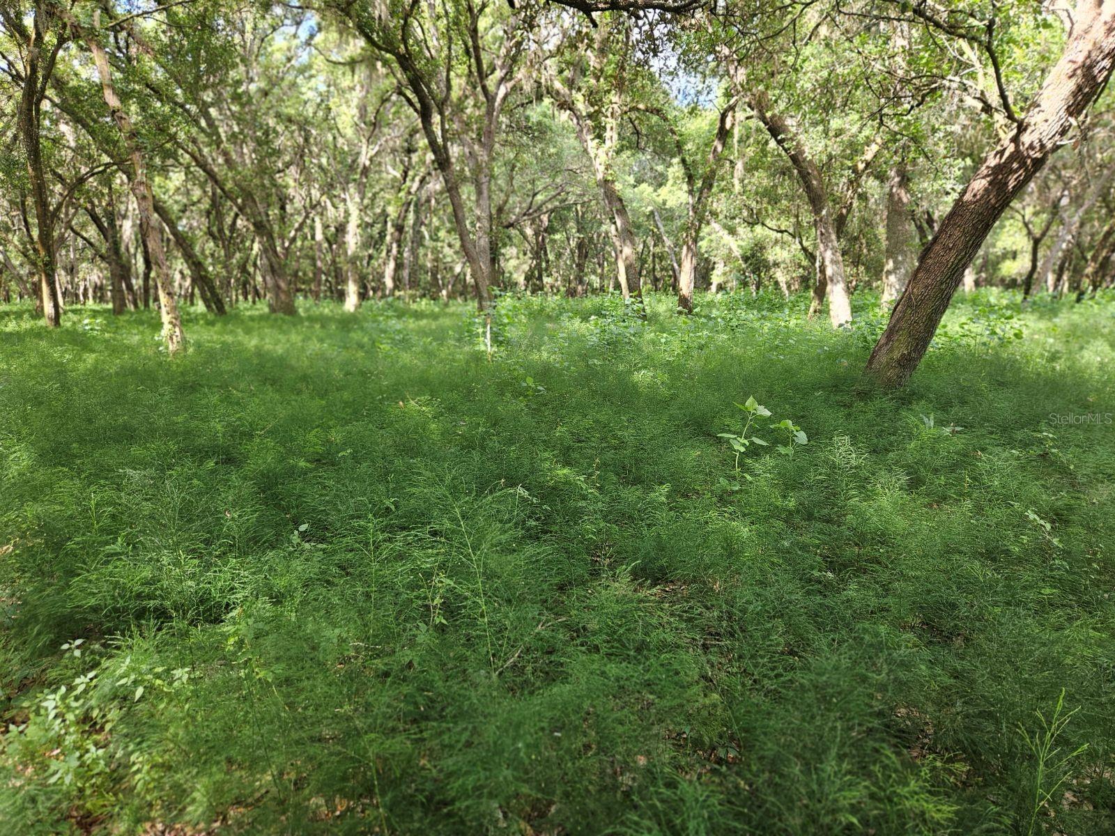 BURNSED RD, PIERSON, FL, 32180