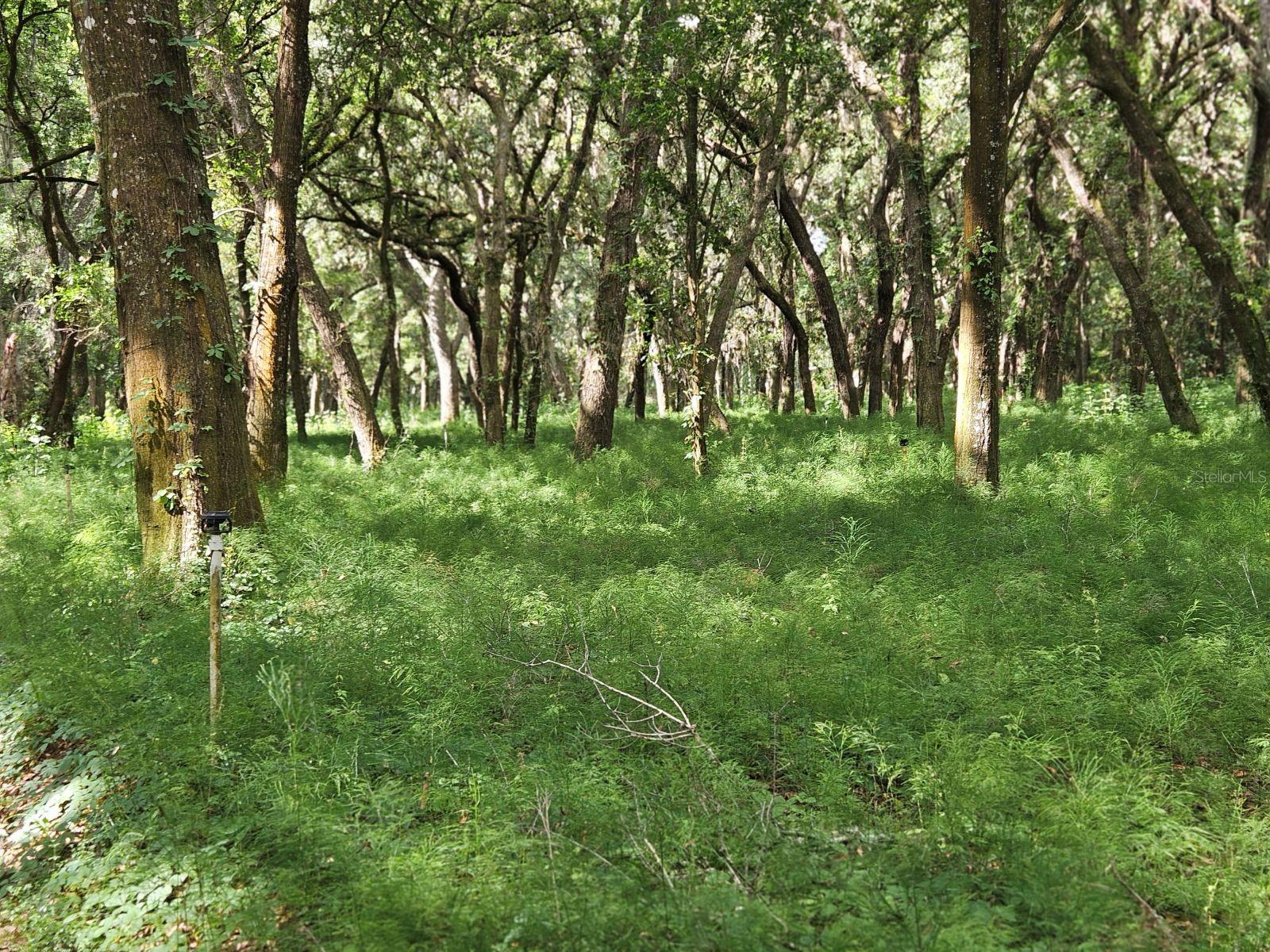 BURNSED RD, PIERSON, FL, 32180